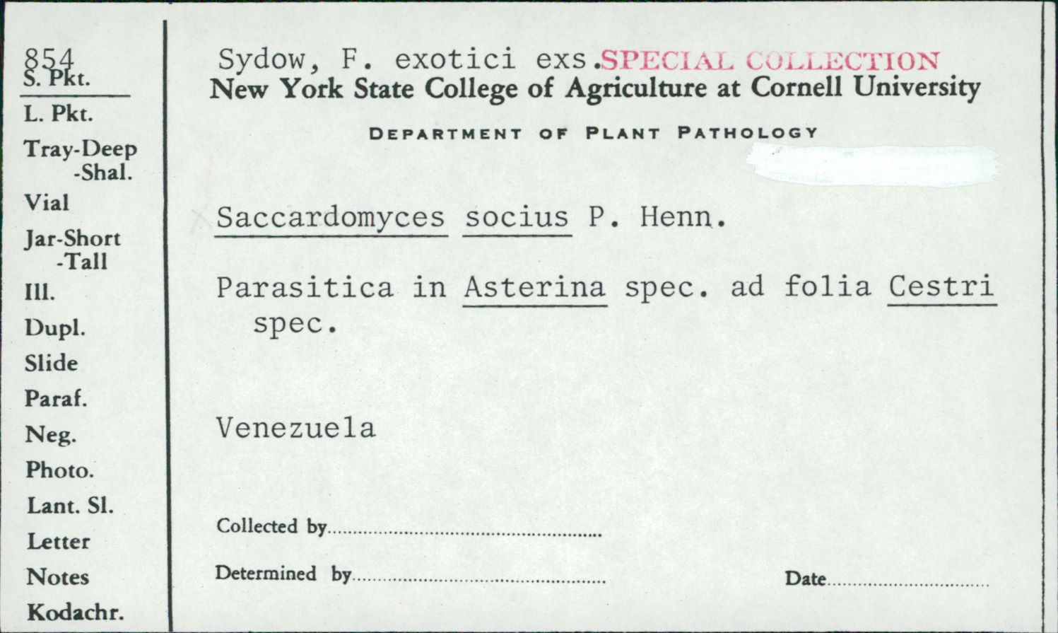 Saccardomyces socius image