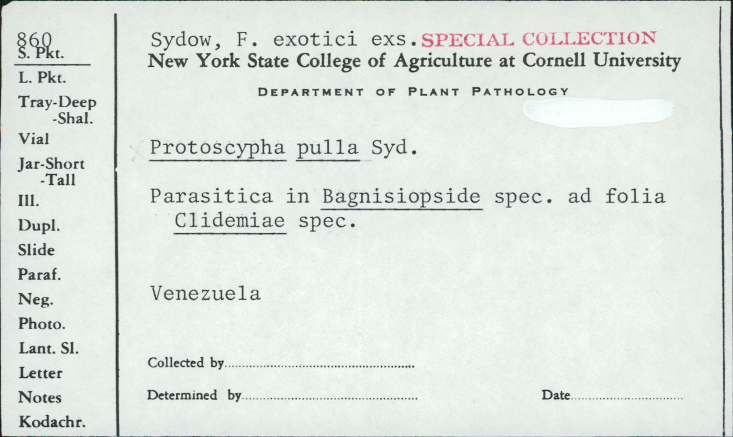 Protoscyphaceae image