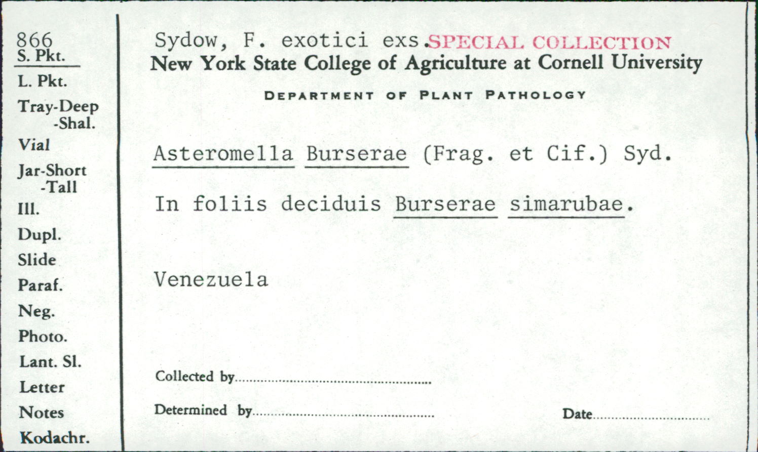 Asteromella burserae image