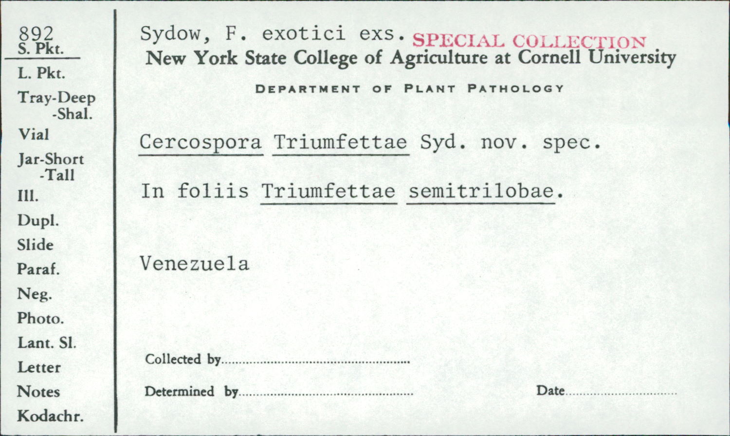 Pseudocercospora triumfettae image