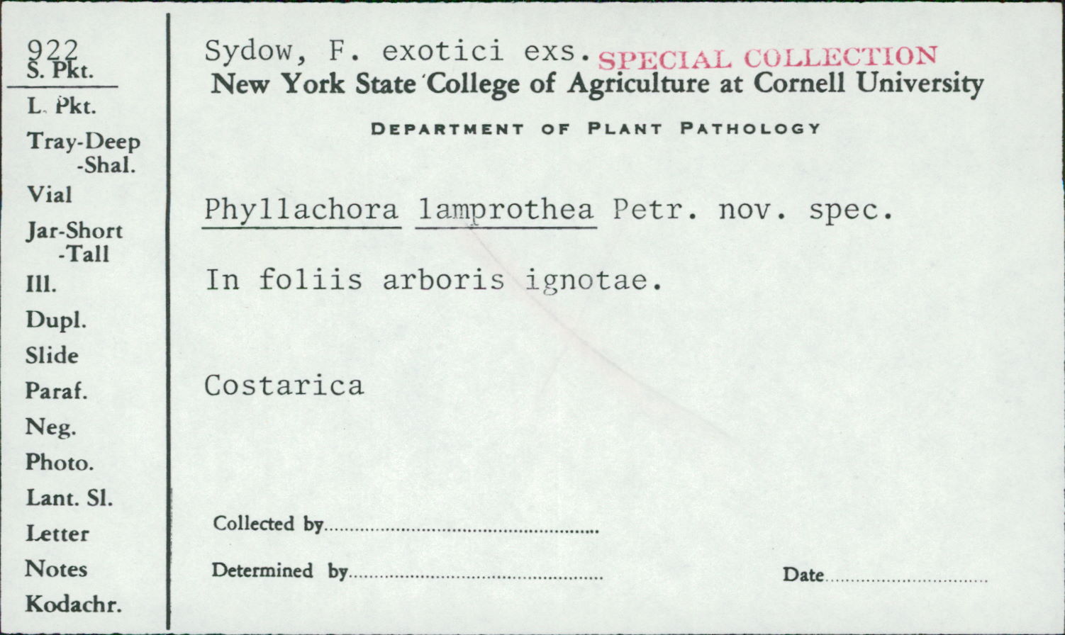 Phyllachora lamprothea image