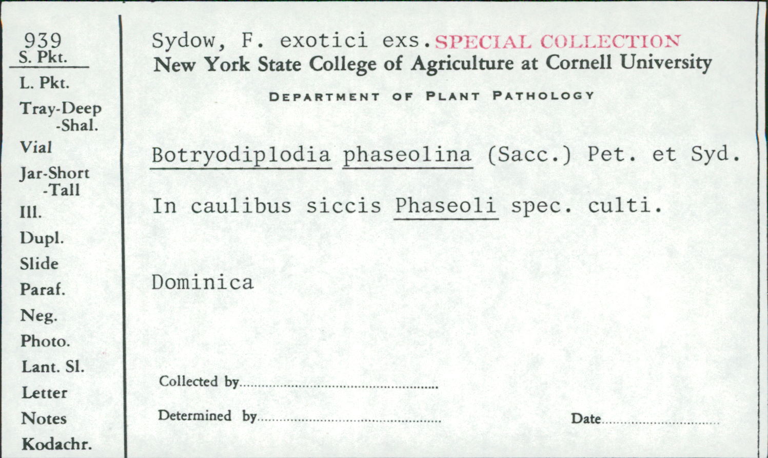 Botryodiplodia phaseolina image