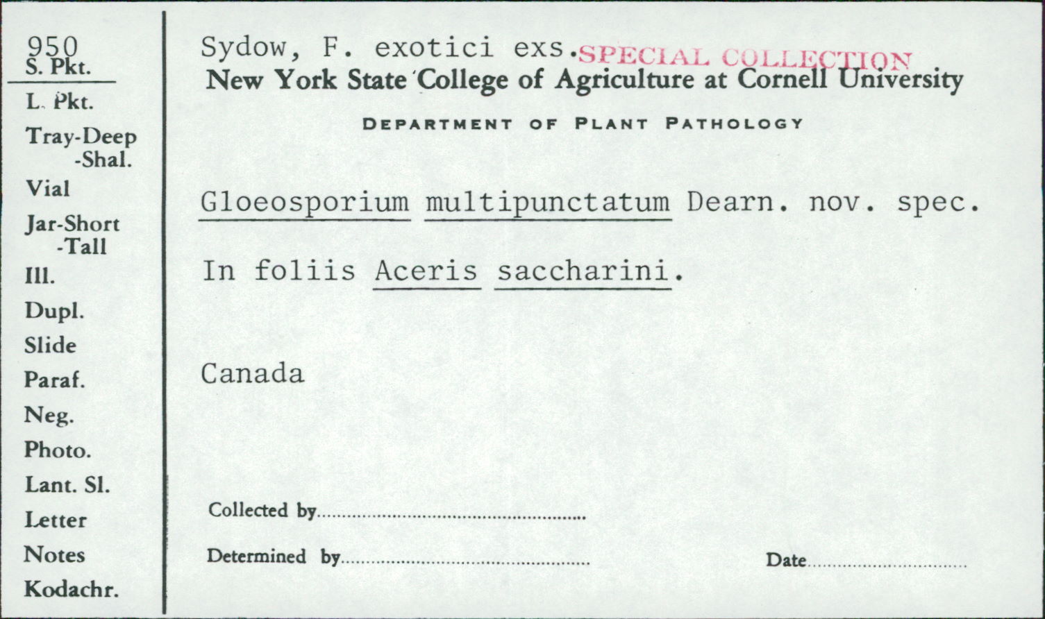 Gloeosporium multipunctatum image