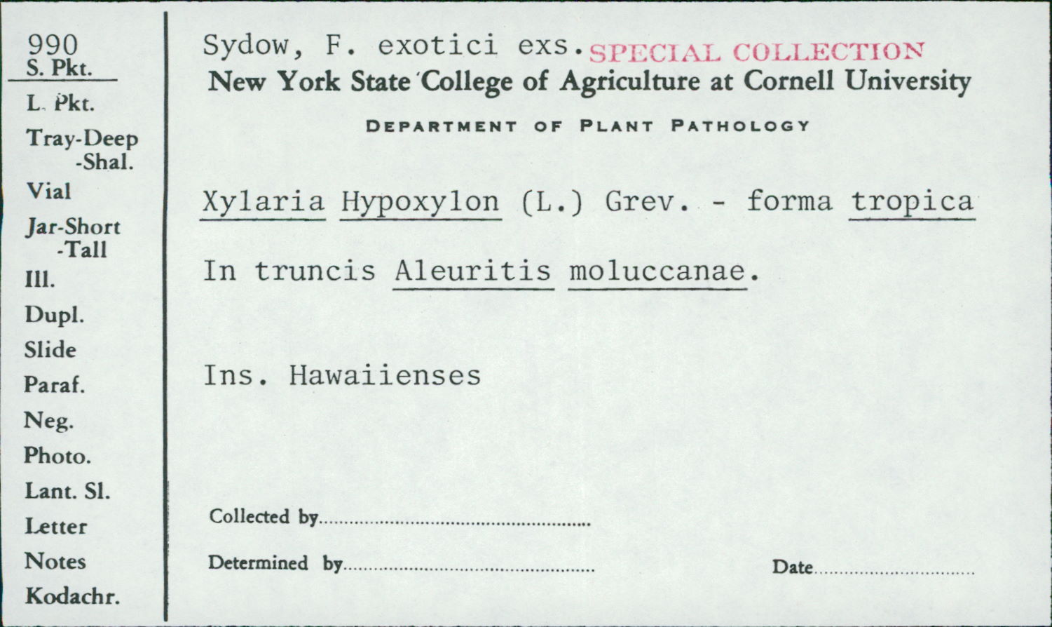 Xylaria hypoxylon f. tropica image