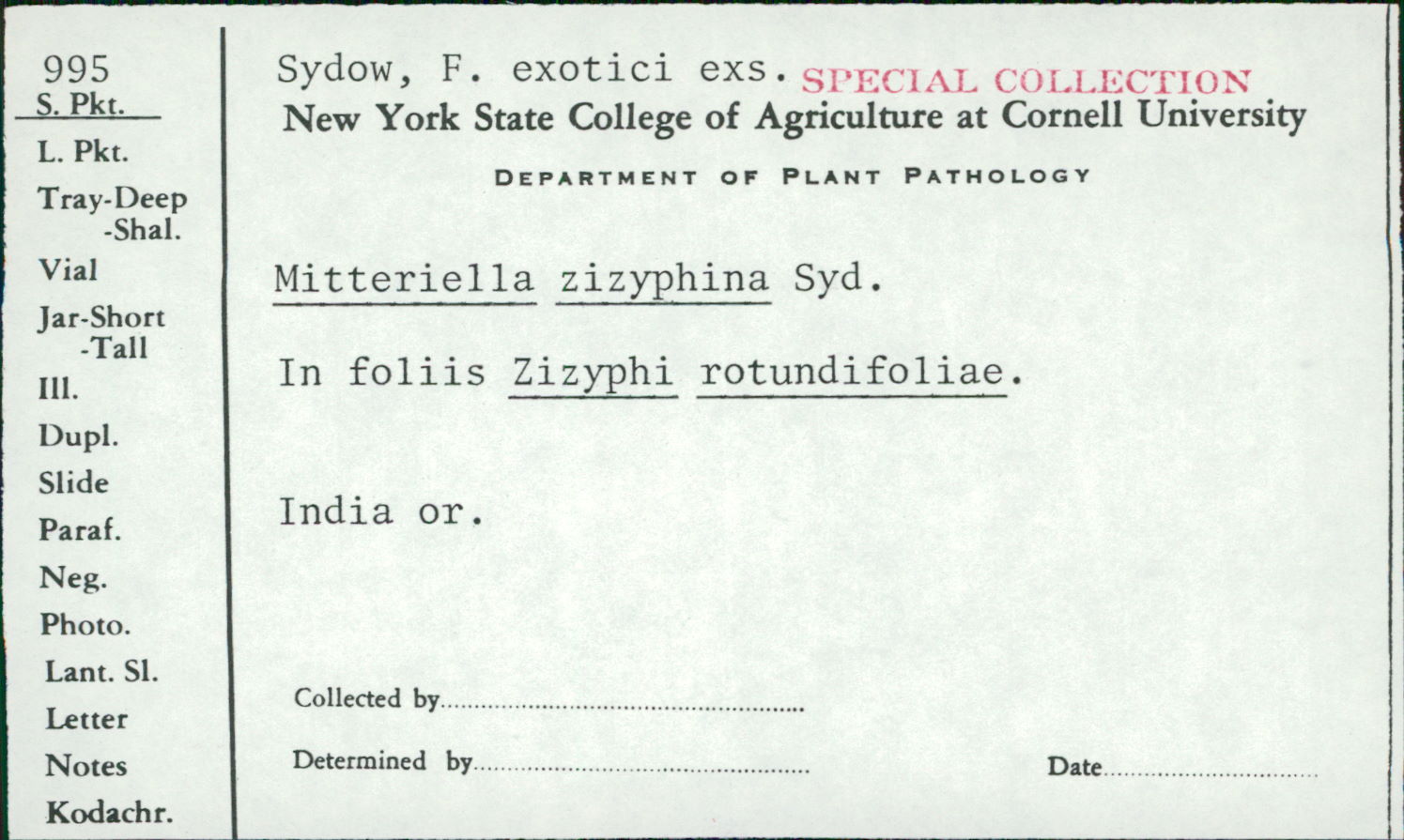 Mitteriella zizyphina image