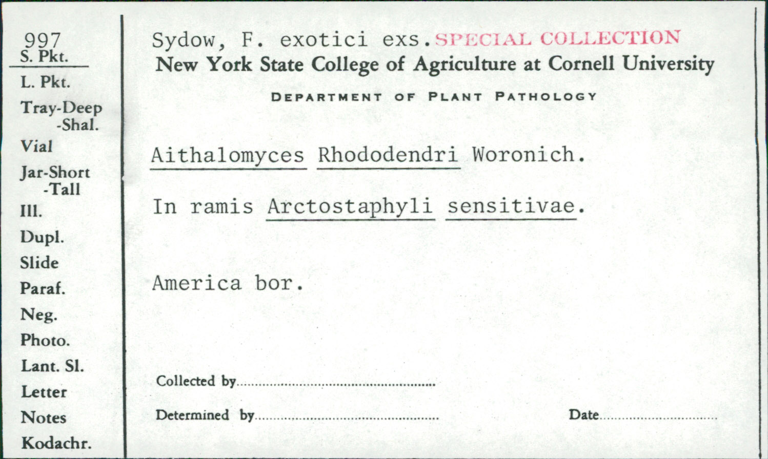 Euantennaria rhododendri image