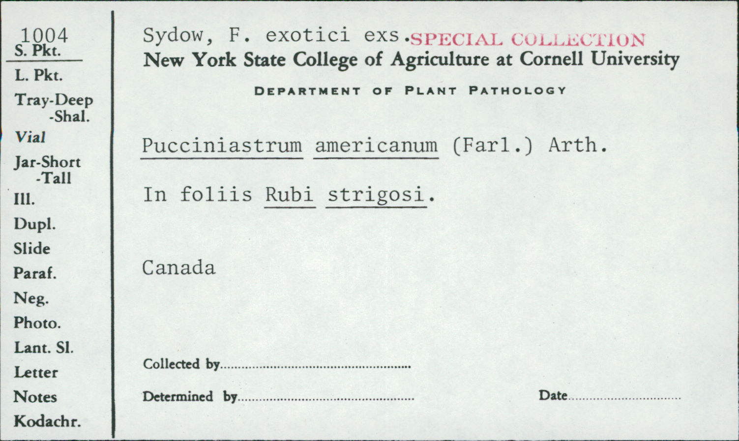 Pucciniastrum americanum image