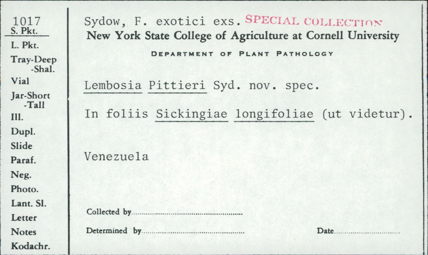 Lembosia pittieri image