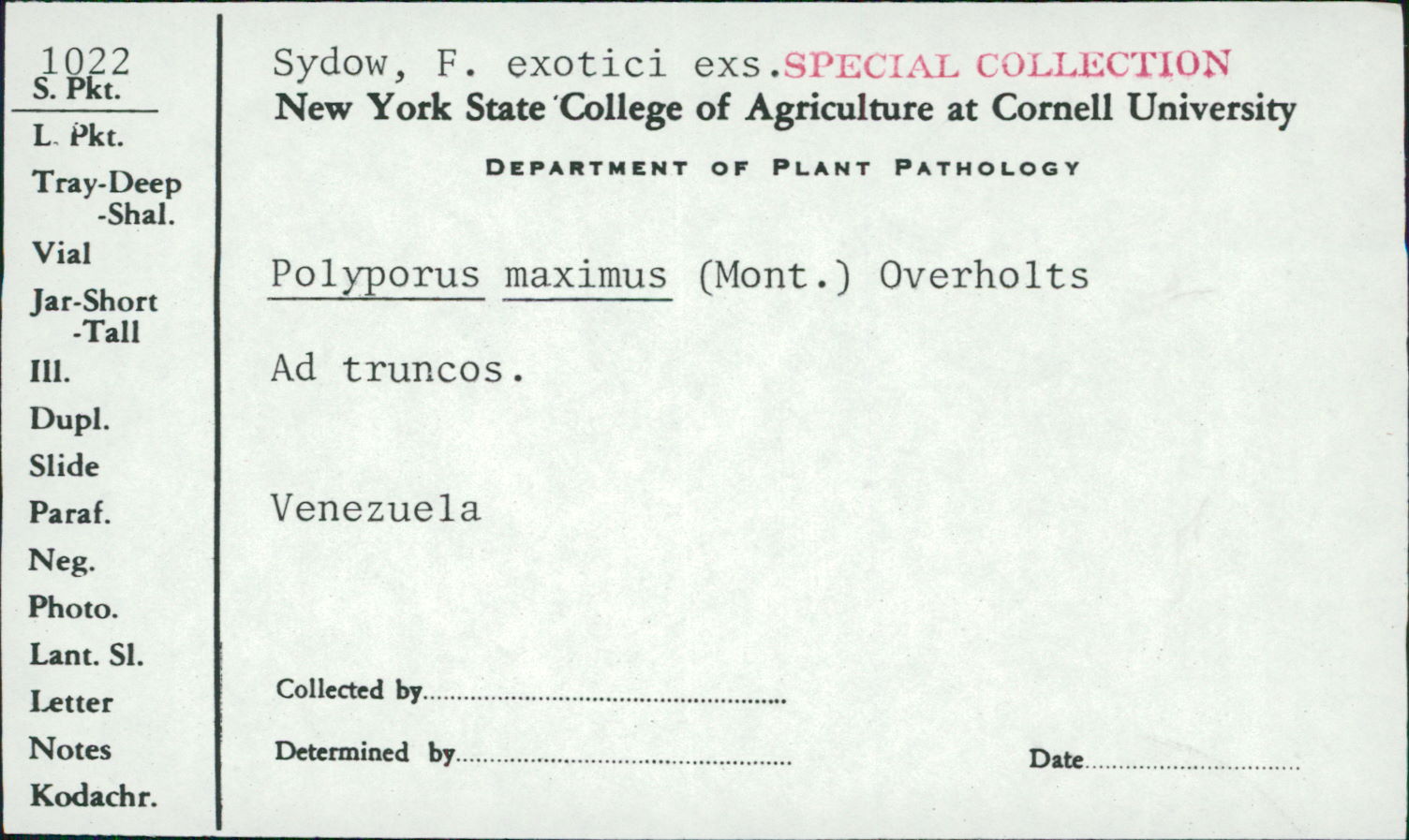 Polyporus maximus image