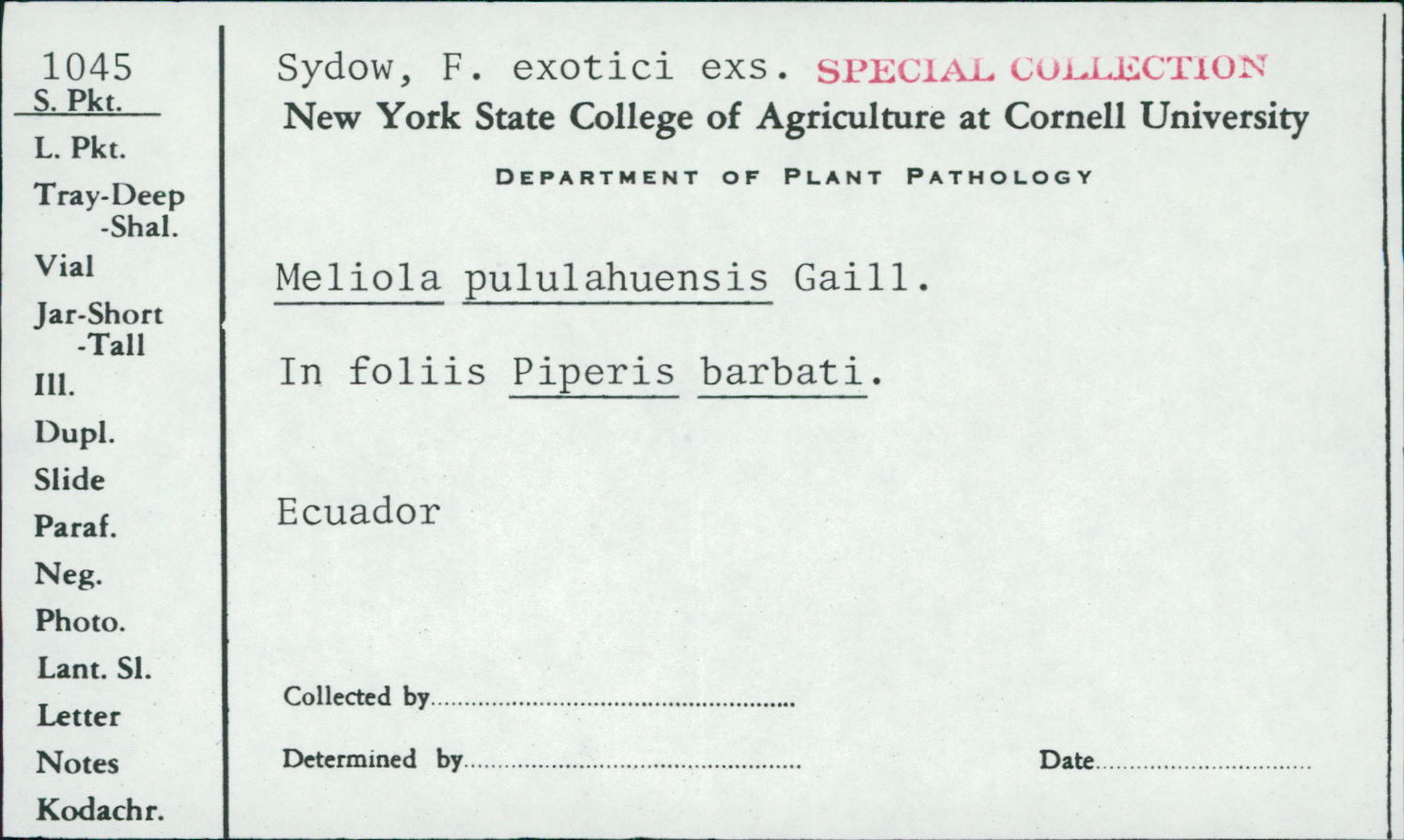 Meliola pululahuensis image