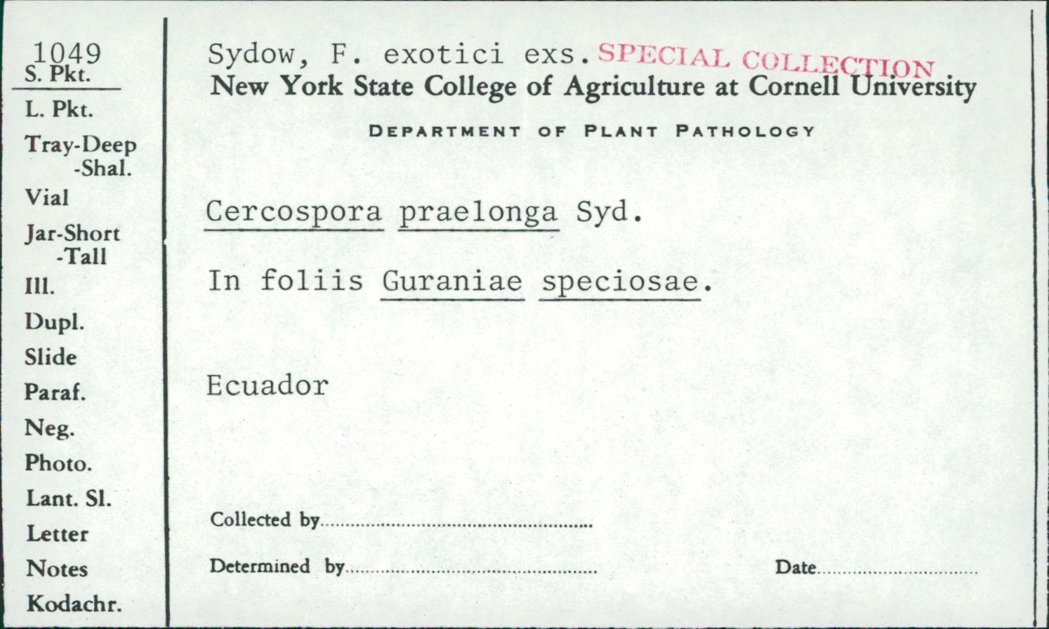 Cercospora praelonga image