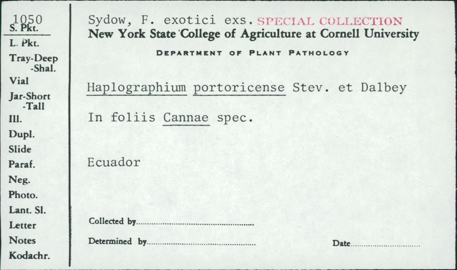 Haplographium image
