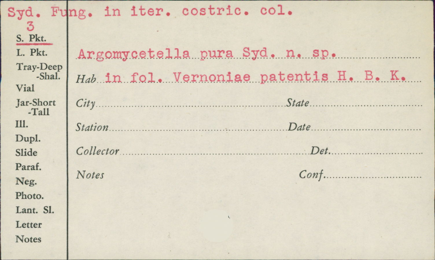 Argomycetella pura image