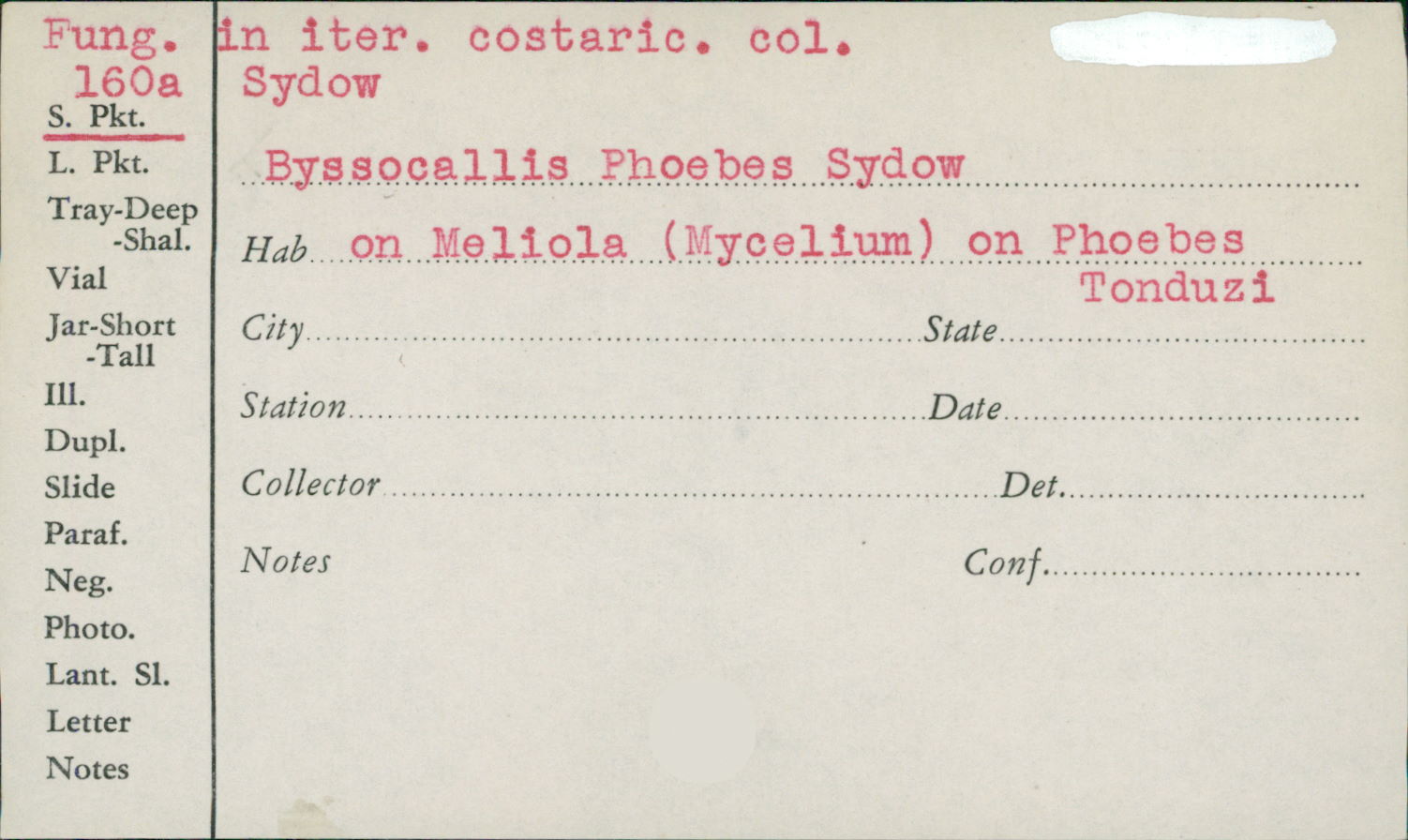 Byssocallis phoebes image