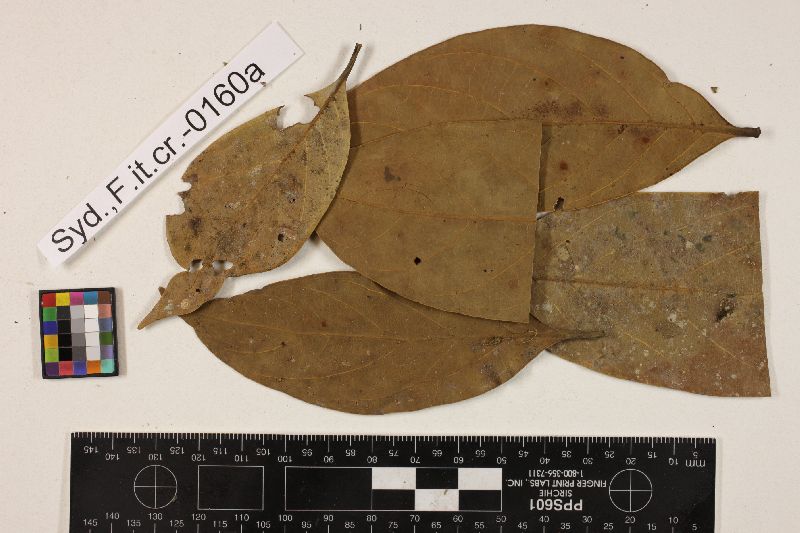 Byssocallis image