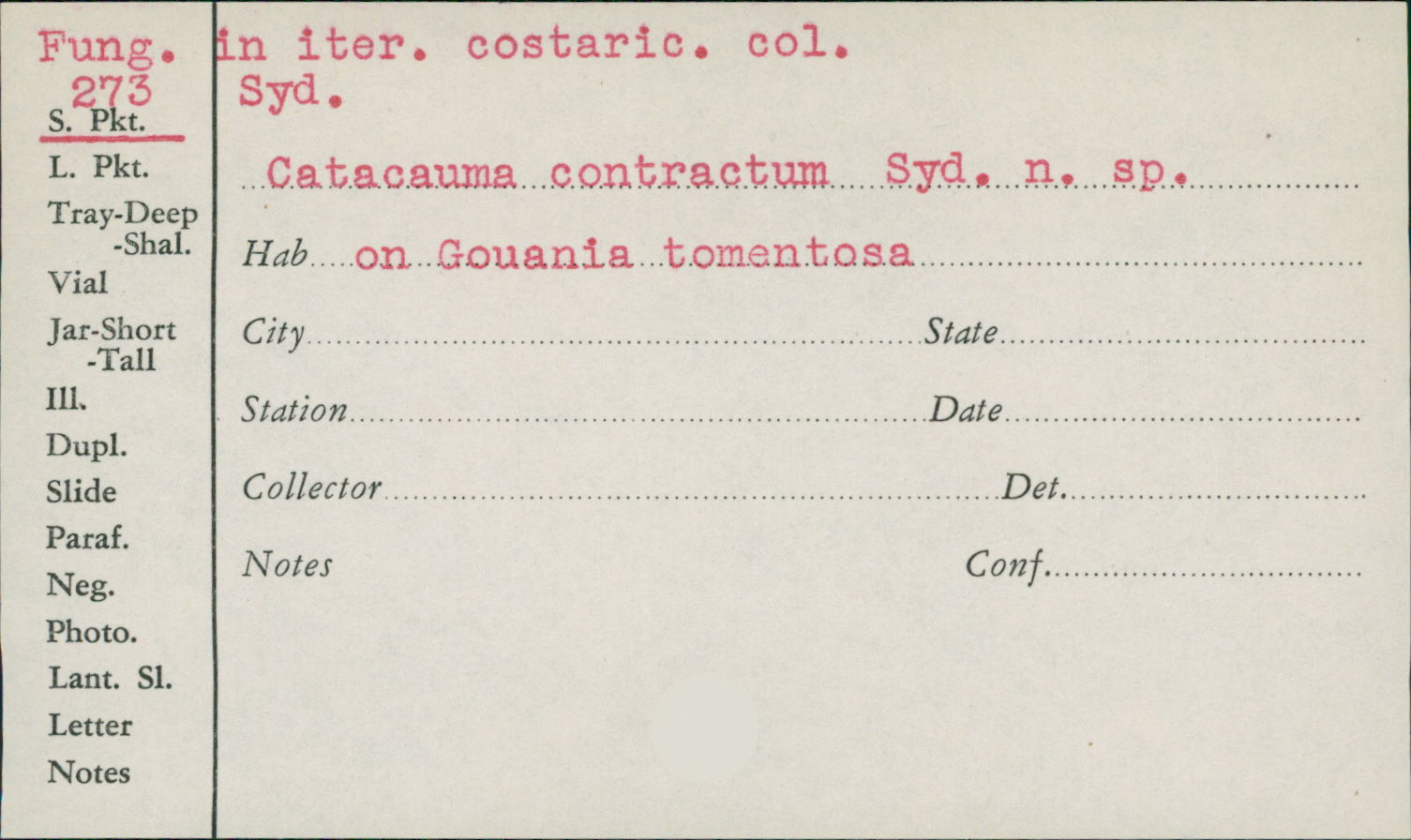 Catacauma contractum image