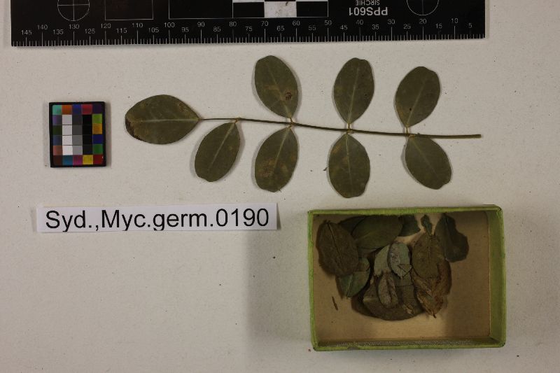 Ovularia vogeliana image