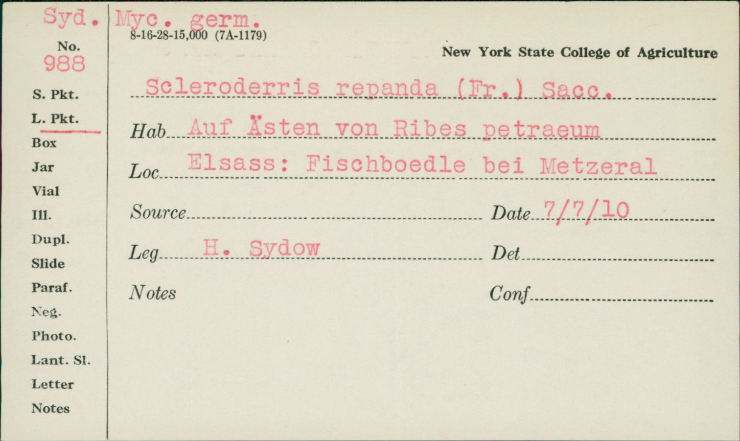 Scleroderris repanda image