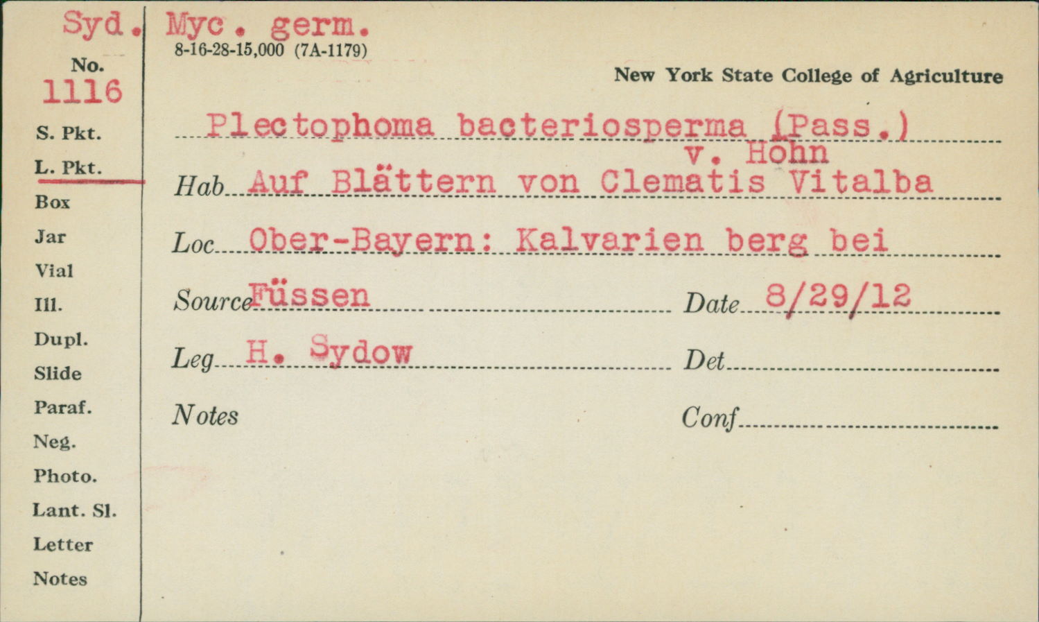 Plectophoma bacteriosperma image