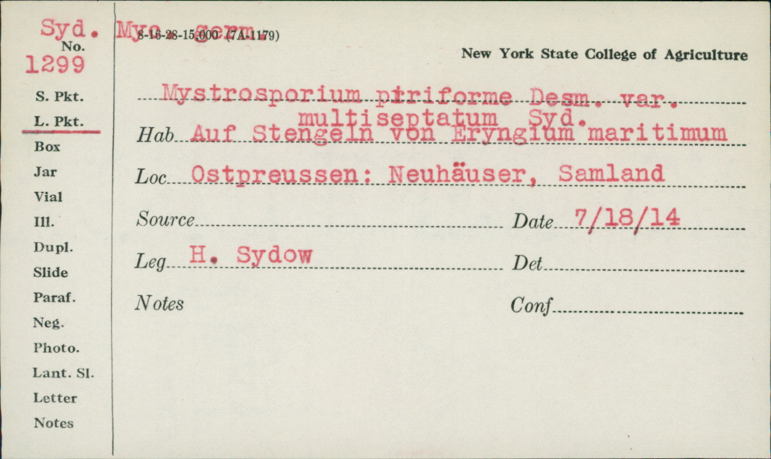 Mystrosporium piriforme var. multiseptatum image