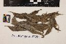 Mycosphaerella deutziae image