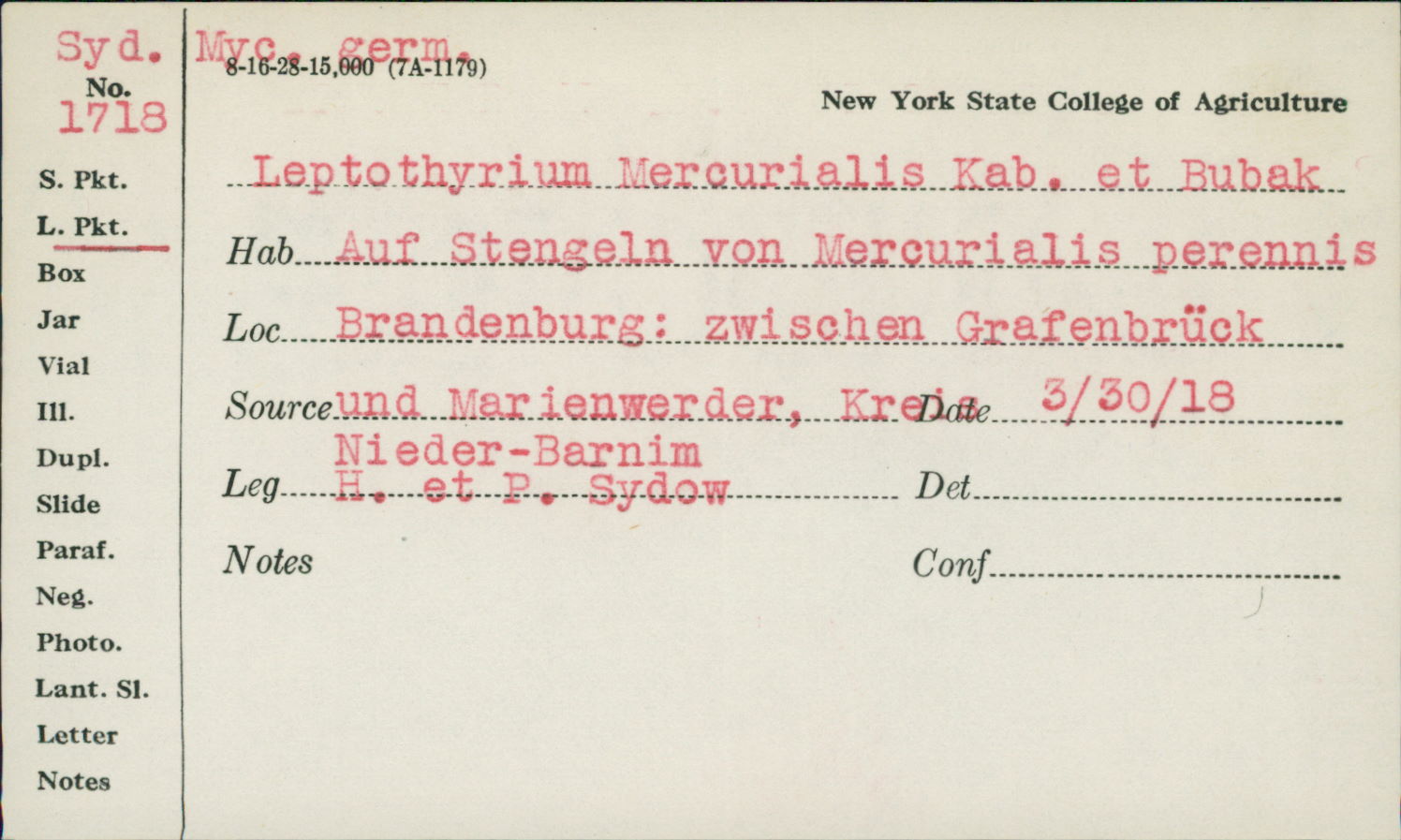 Leptothyrium mercurialis image