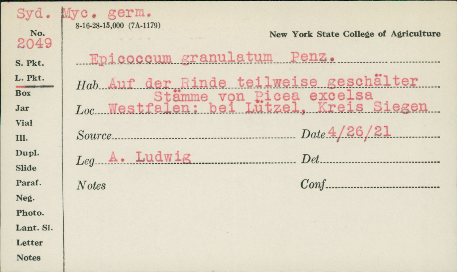 Epicoccum granulatum image