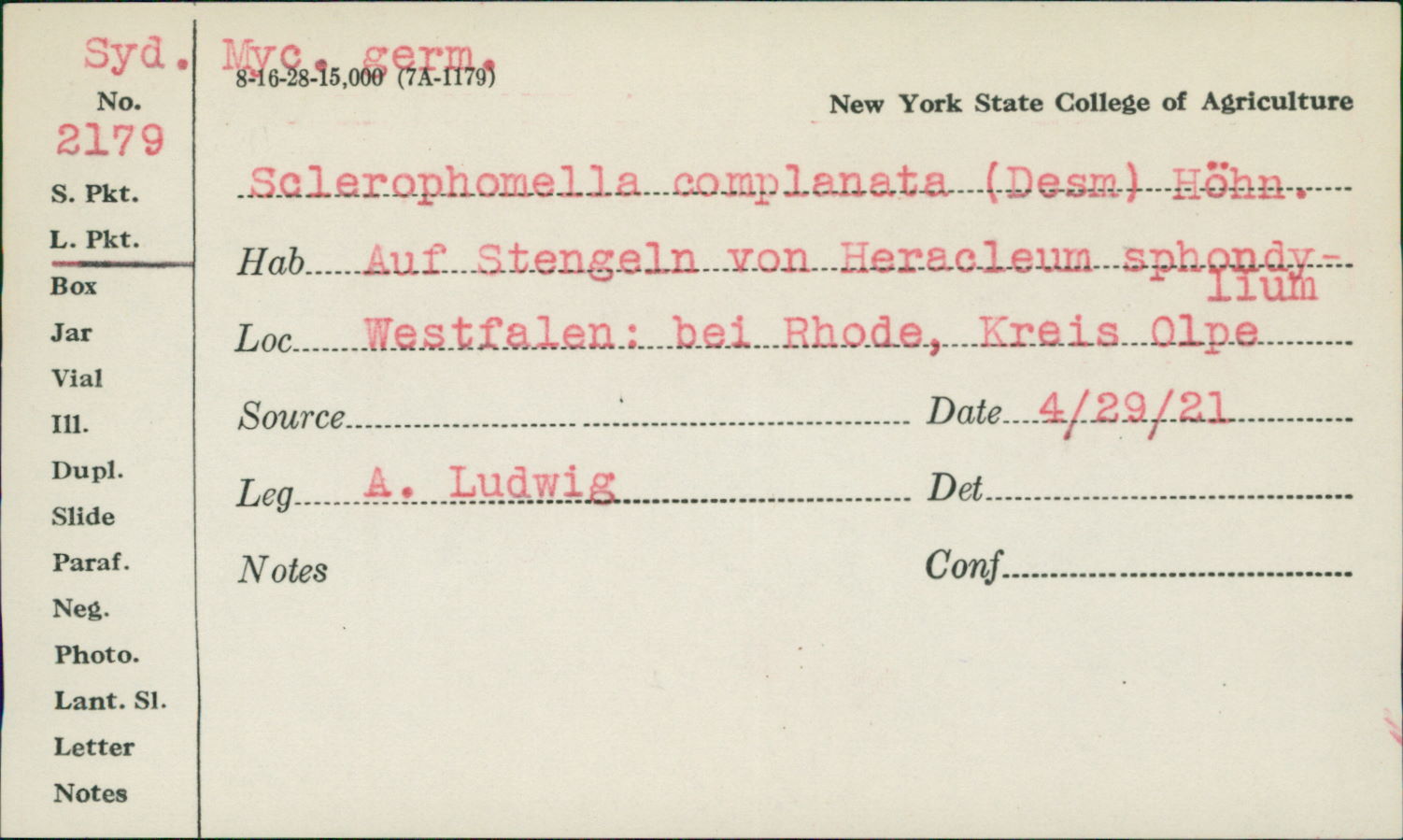 Phoma complanata image