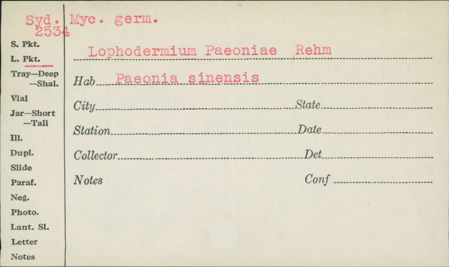 Lophodermium paeoniae image