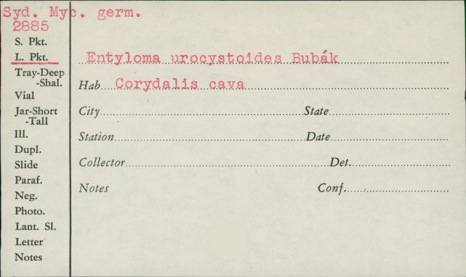 Entyloma urocystoides image