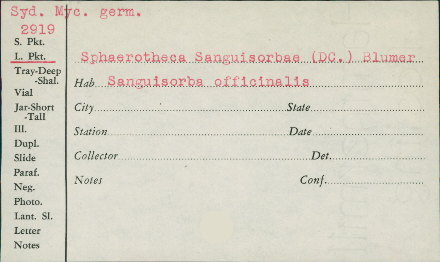 Sphaerotheca sanguisorbae image