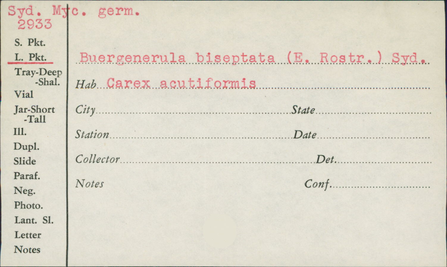Buergenerula biseptata image