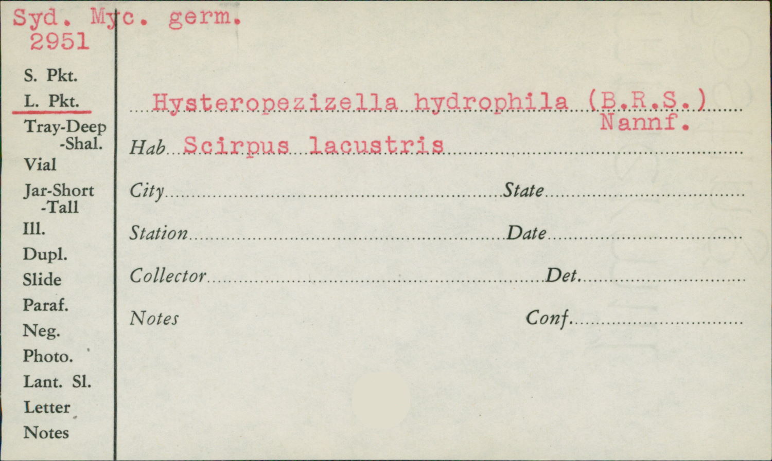 Hysteropezizella hydrophila image
