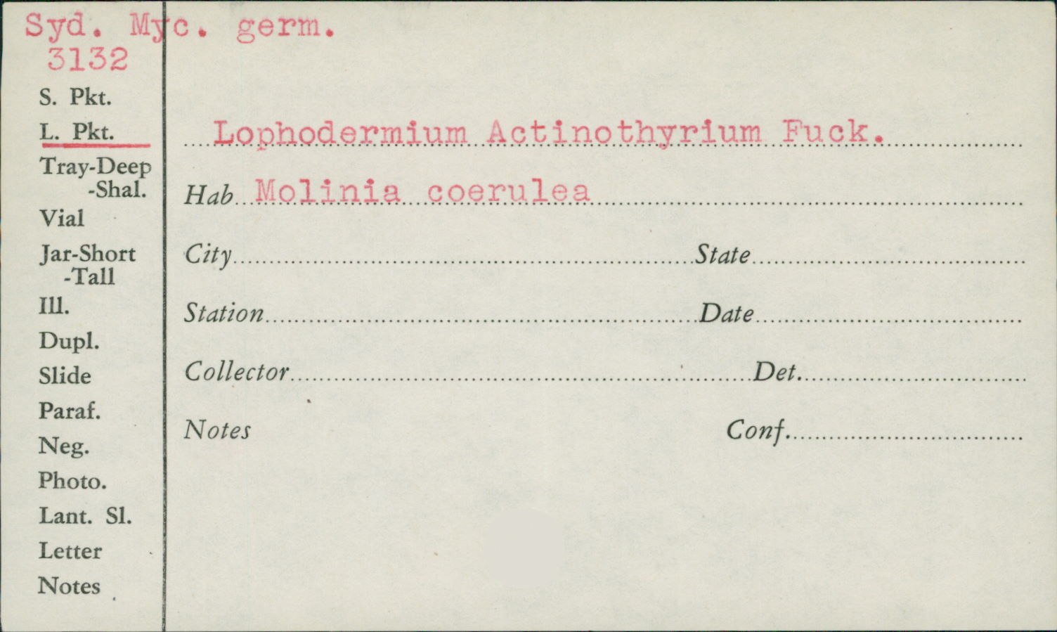 Lophodermium actinothyrium image