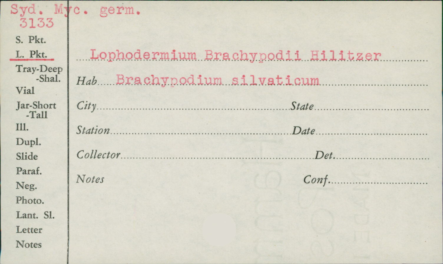 Lophodermium brachypodii image