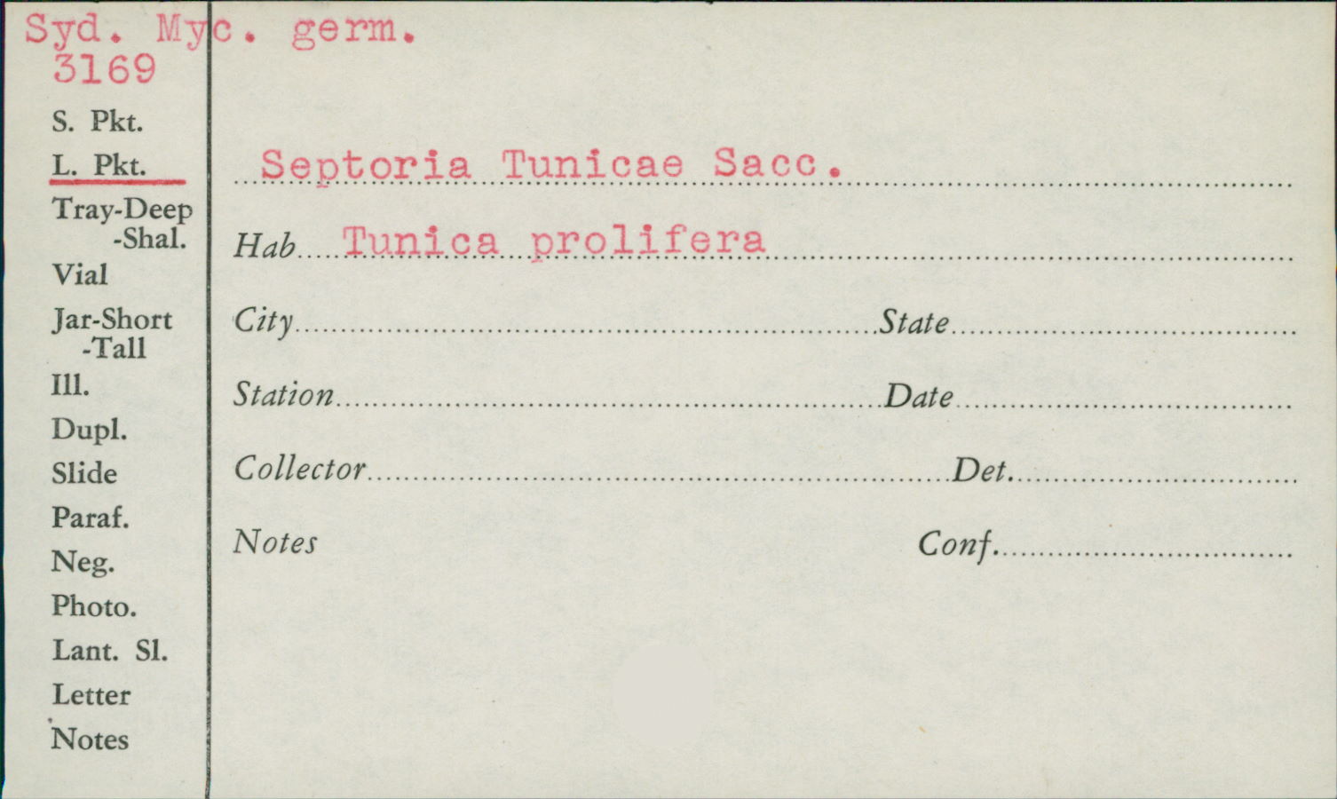 Septoria tunicae image