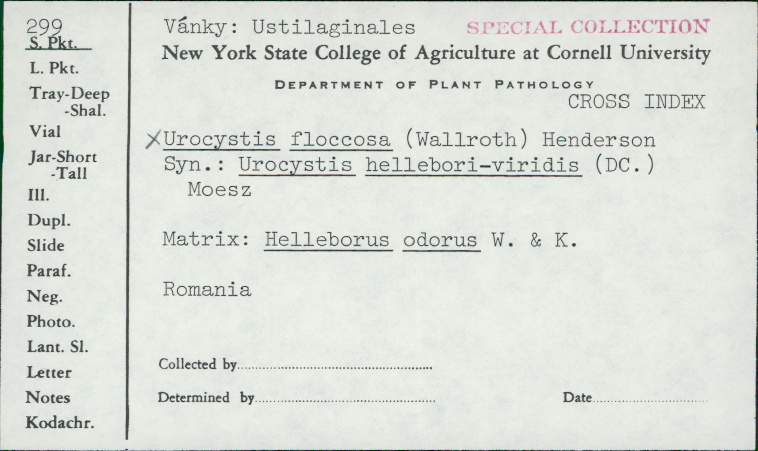 Urocystis floccosa image