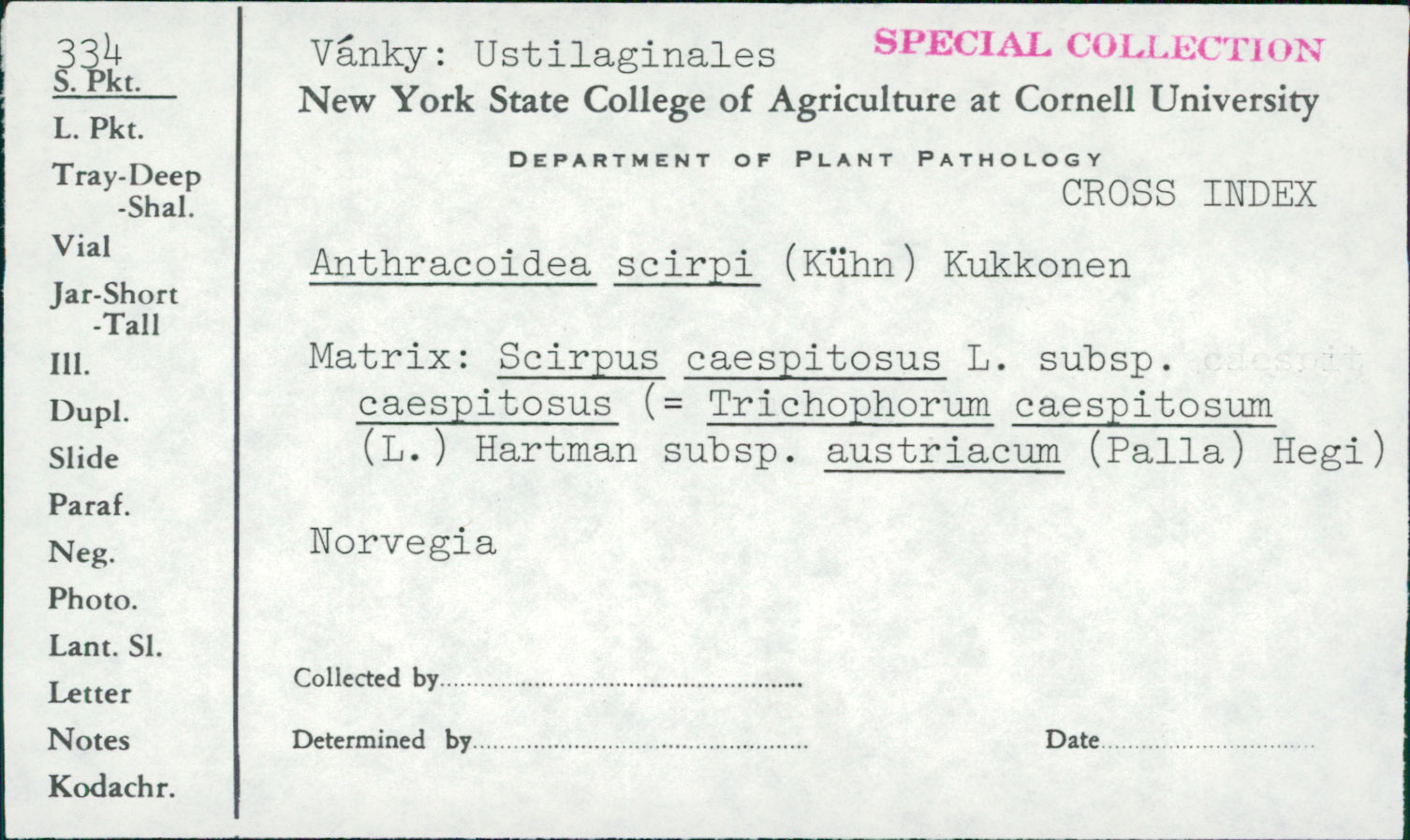 Anthracoidea scirpi image