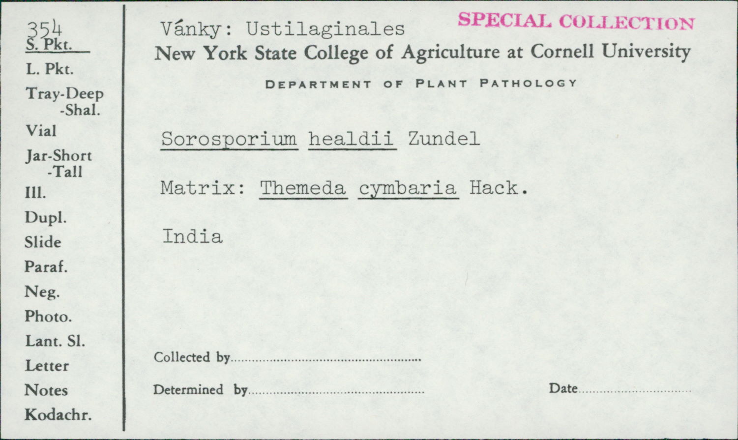 Sorosporium healdii image