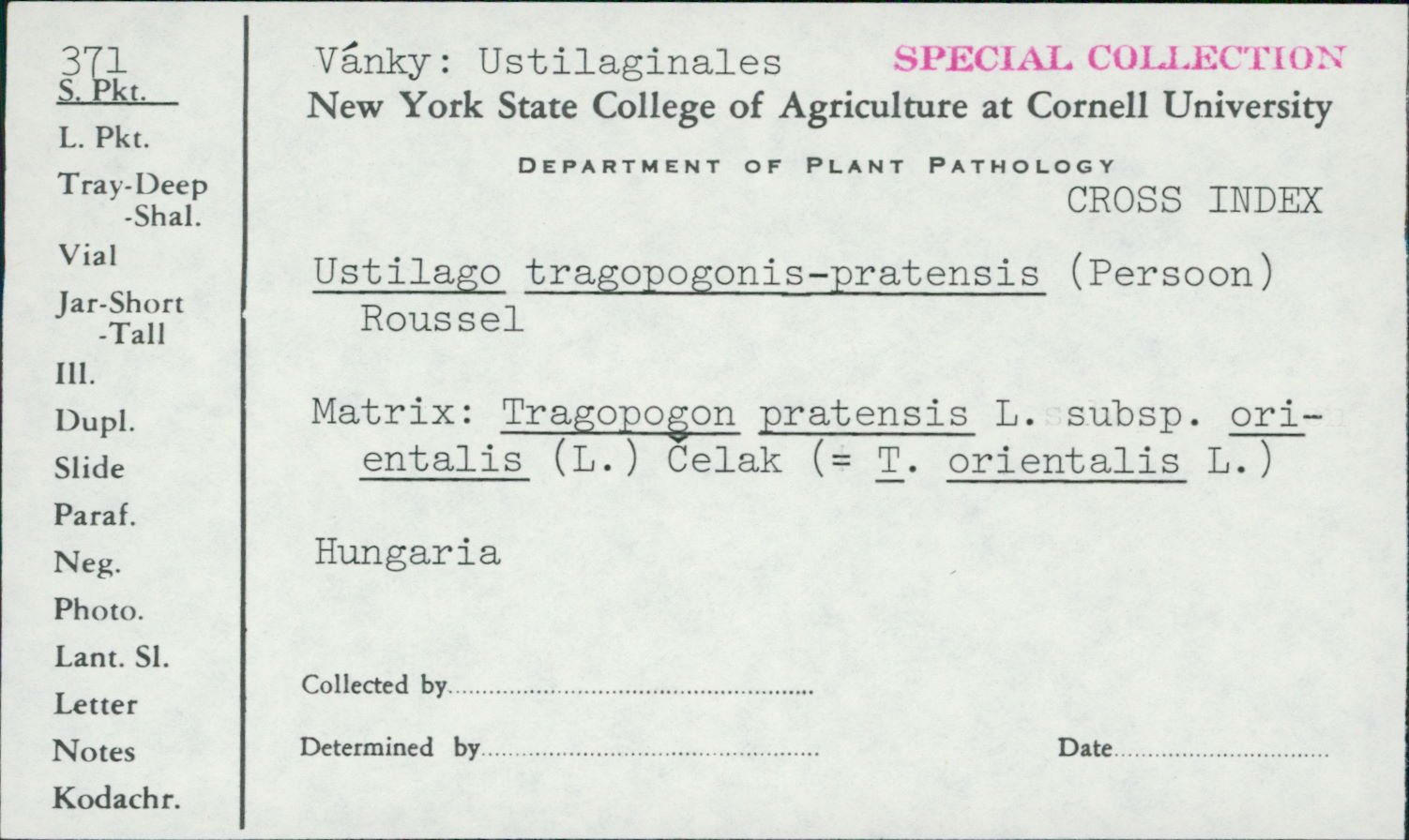 Microbotryum tragopogonis-pratensis image