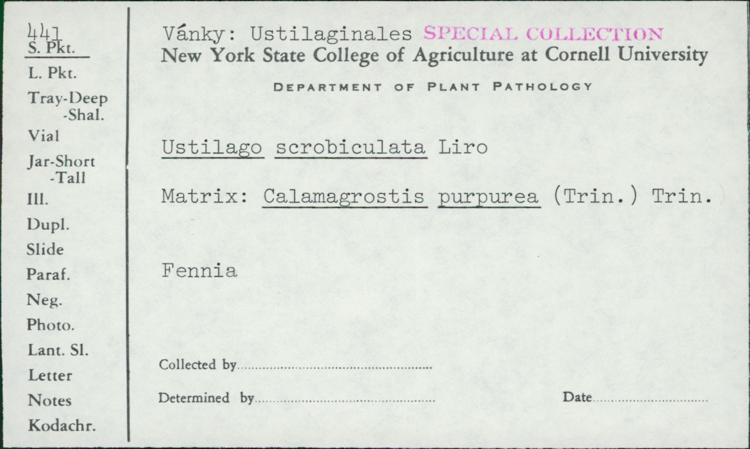Ustilago scrobiculata image