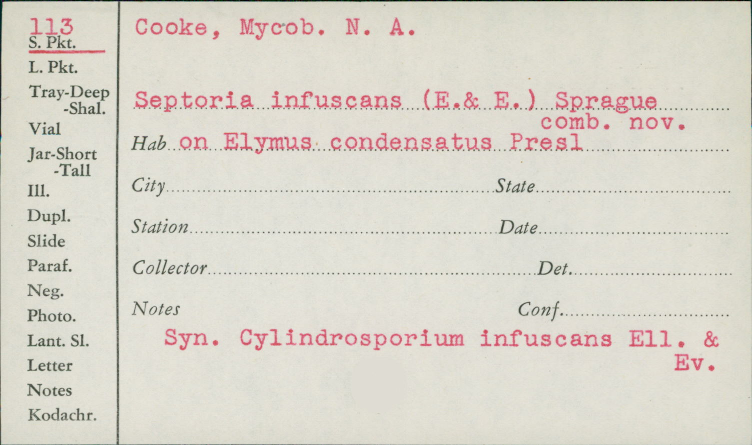 Cylindrosporium infuscans image