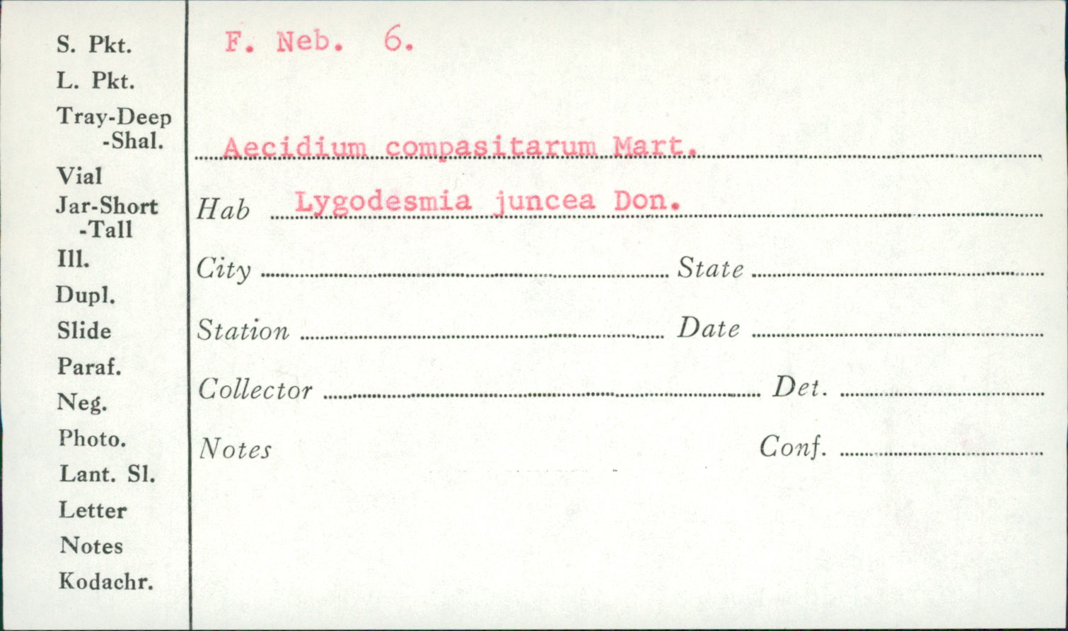 Aecidium compositarum var. lygodesmiae image