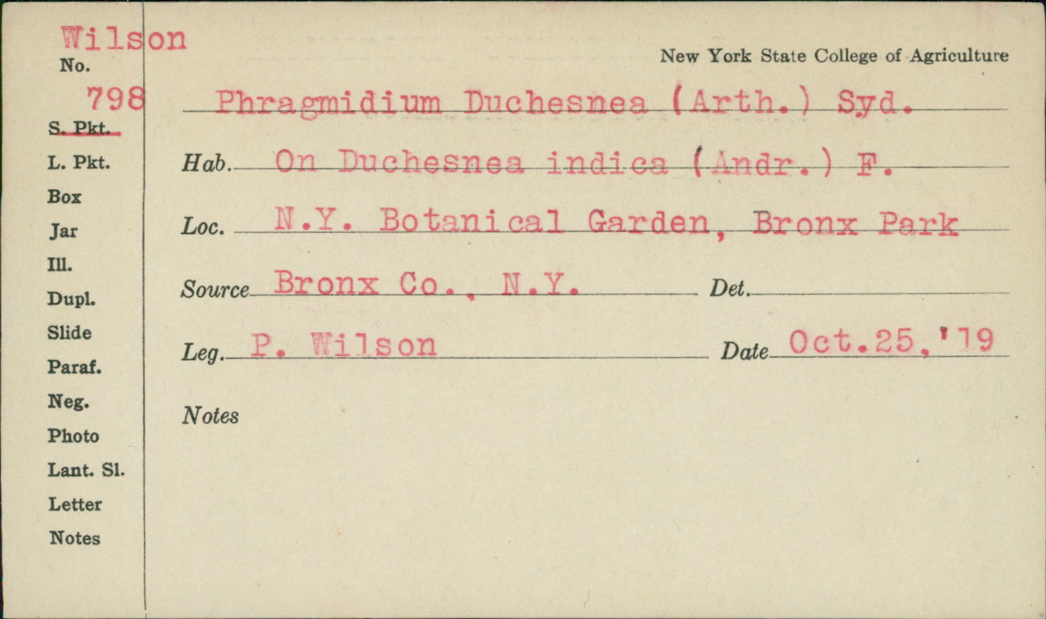 Phragmidium duchesneae image