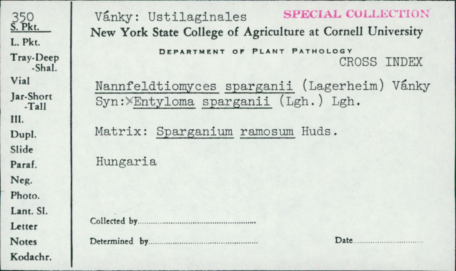 Entyloma sparganii image