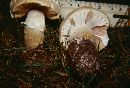 Agaricus arvensis image