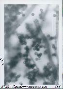 Geastrum corollinum image