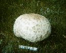 Calvatia booniana image