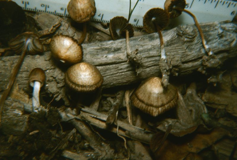 Psathyrella michiganensis image