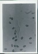 Stropharia coronilla image